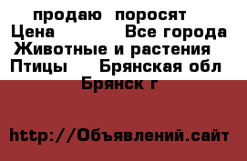 продаю  поросят  › Цена ­ 1 000 - Все города Животные и растения » Птицы   . Брянская обл.,Брянск г.